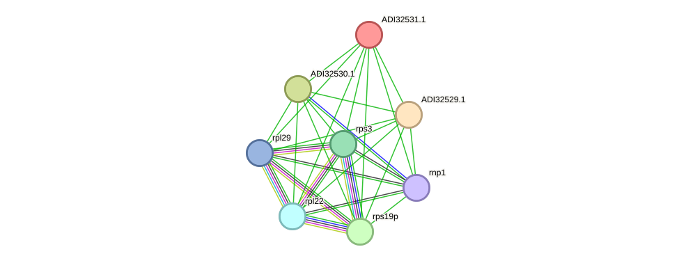 STRING protein interaction network