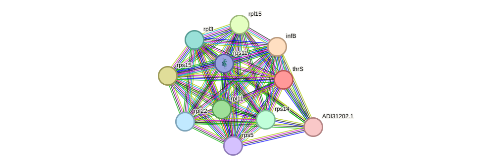 STRING protein interaction network