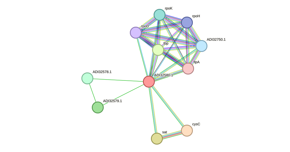 STRING protein interaction network