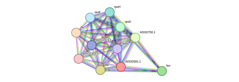 STRING protein interaction network