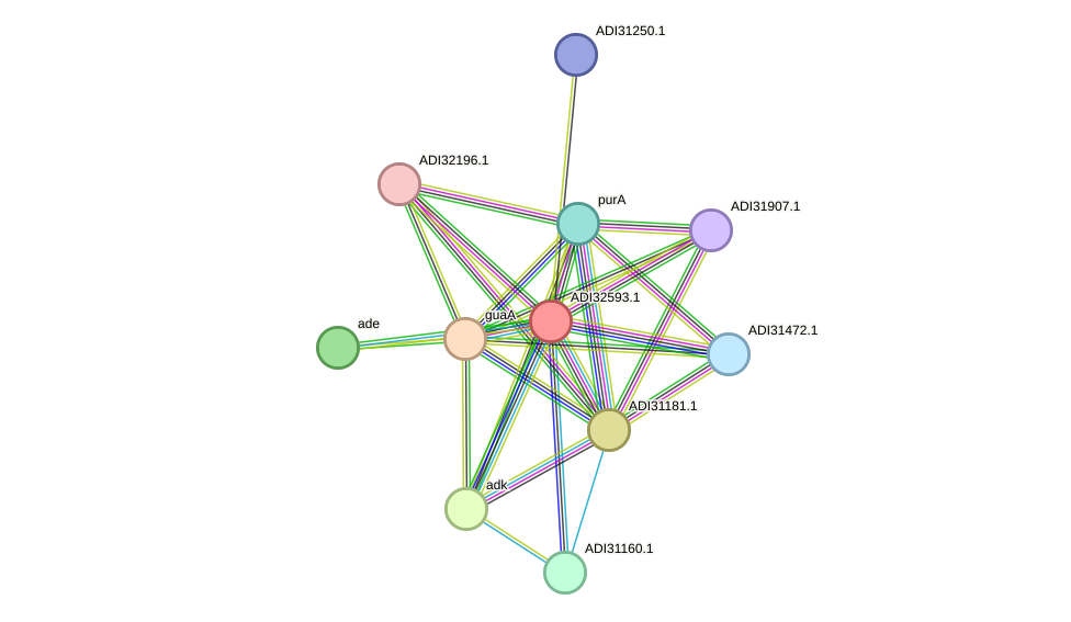 STRING protein interaction network