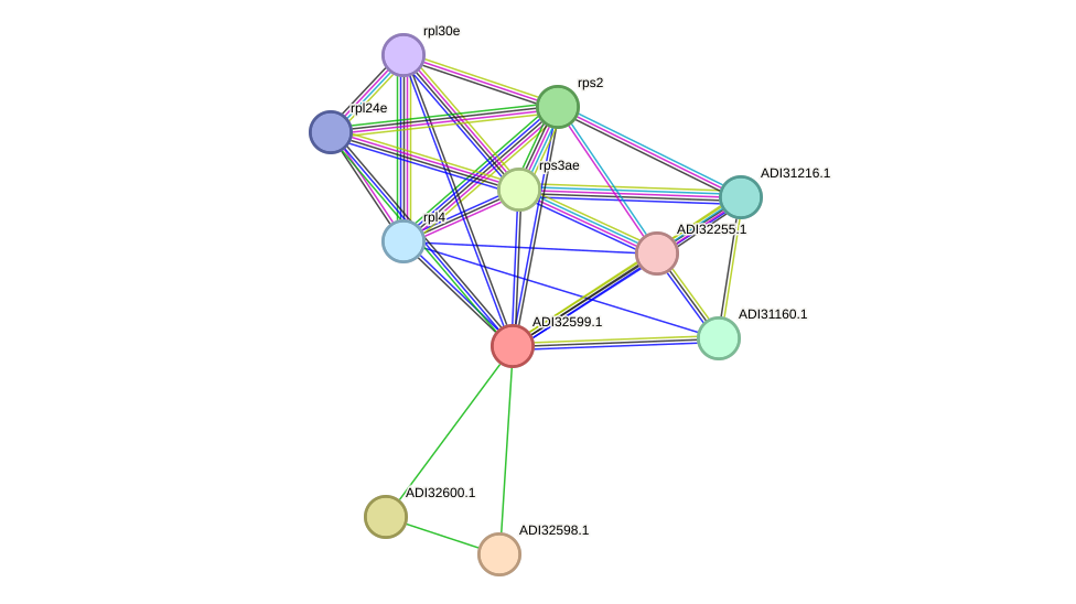STRING protein interaction network