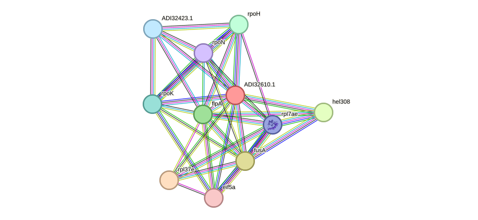 STRING protein interaction network
