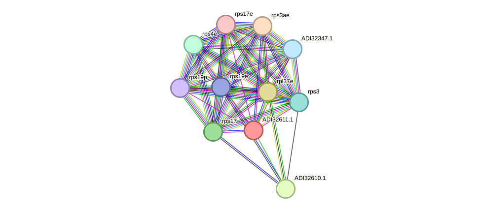 STRING protein interaction network