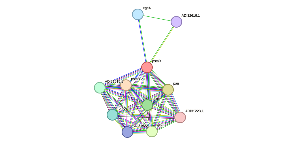 STRING protein interaction network