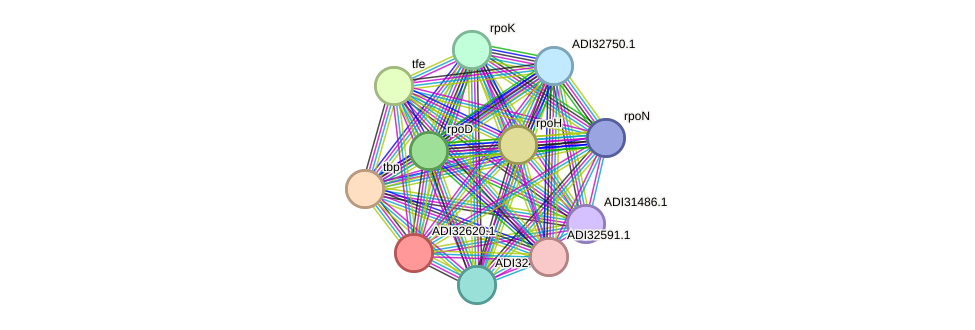 STRING protein interaction network