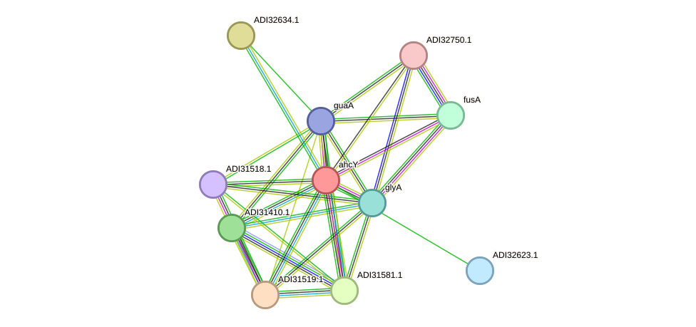 STRING protein interaction network