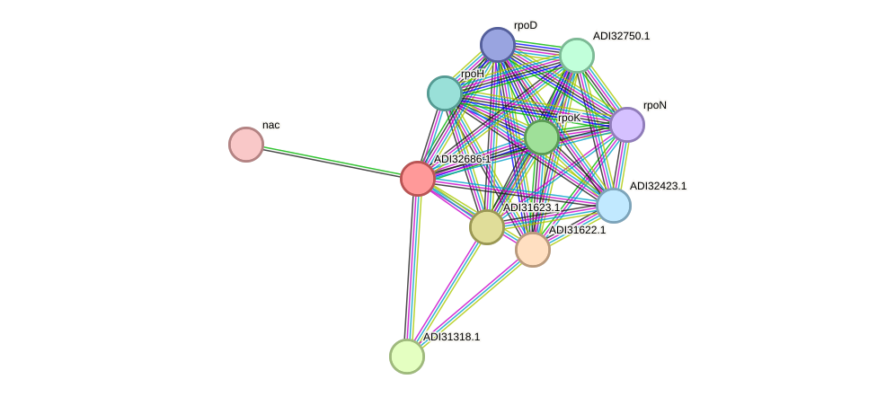 STRING protein interaction network