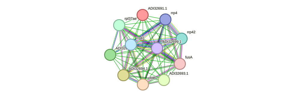 STRING protein interaction network
