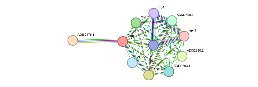 STRING protein interaction network