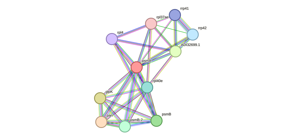 STRING protein interaction network