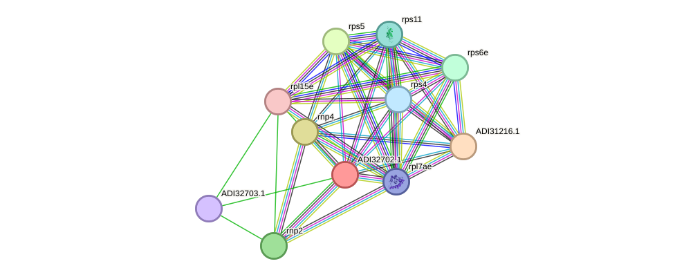 STRING protein interaction network