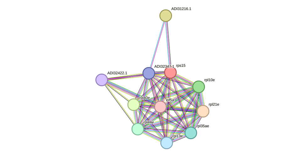 STRING protein interaction network