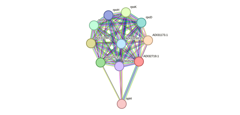 STRING protein interaction network