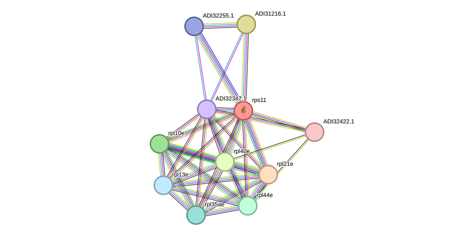STRING protein interaction network