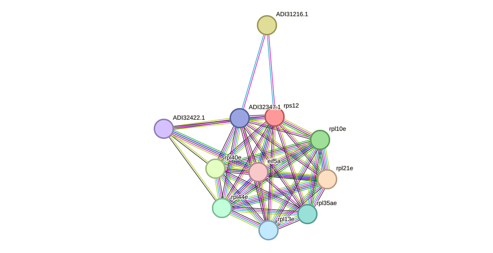 STRING protein interaction network