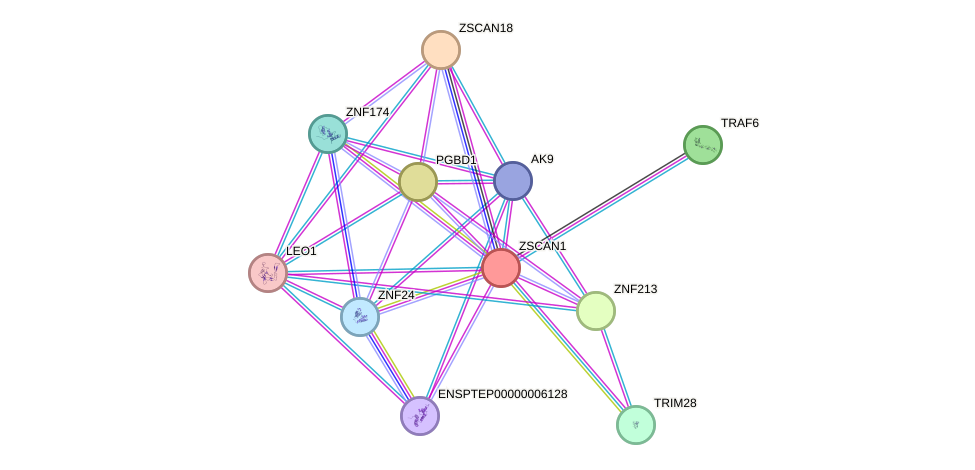 STRING protein interaction network