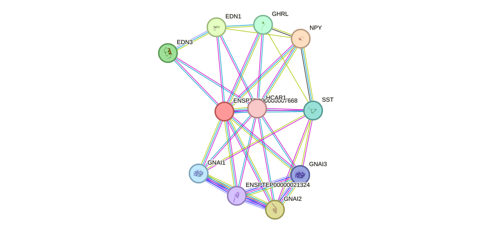 STRING protein interaction network