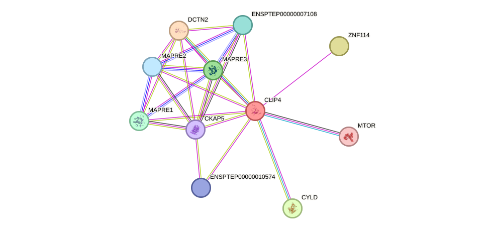 STRING protein interaction network