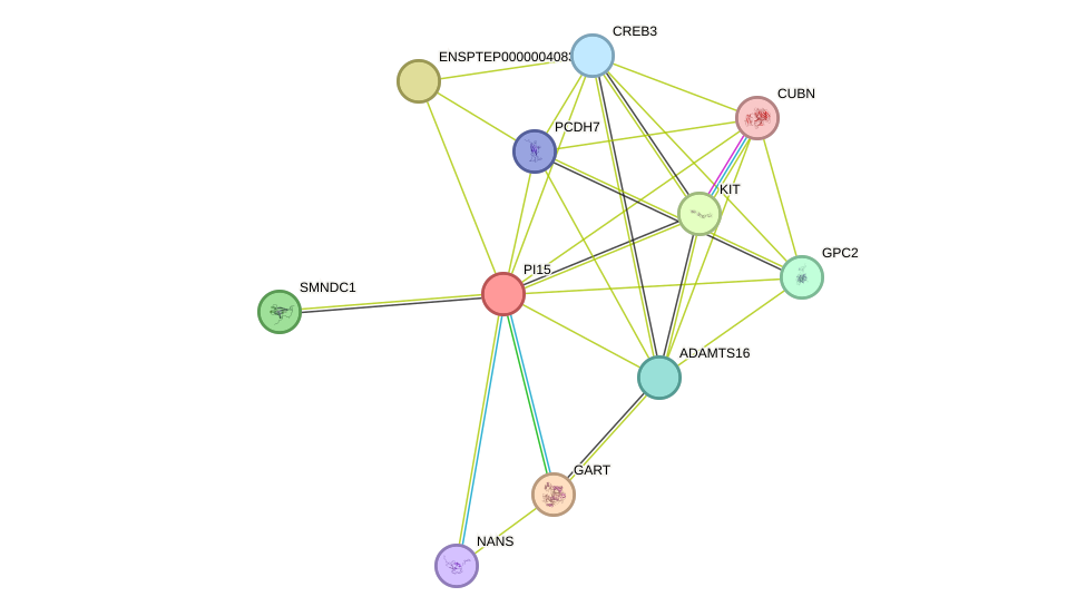 STRING protein interaction network