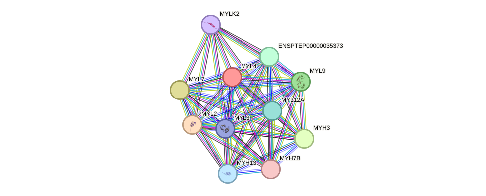 STRING protein interaction network