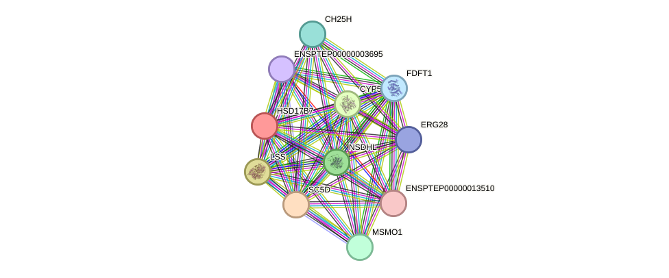 STRING protein interaction network