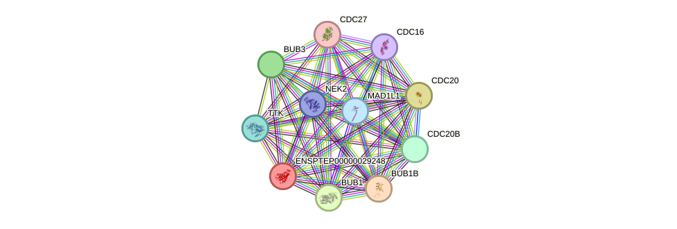 STRING protein interaction network