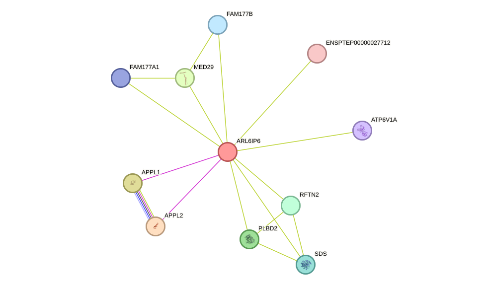 STRING protein interaction network