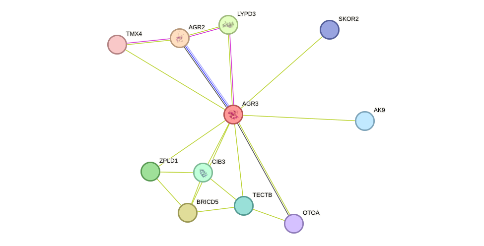 STRING protein interaction network