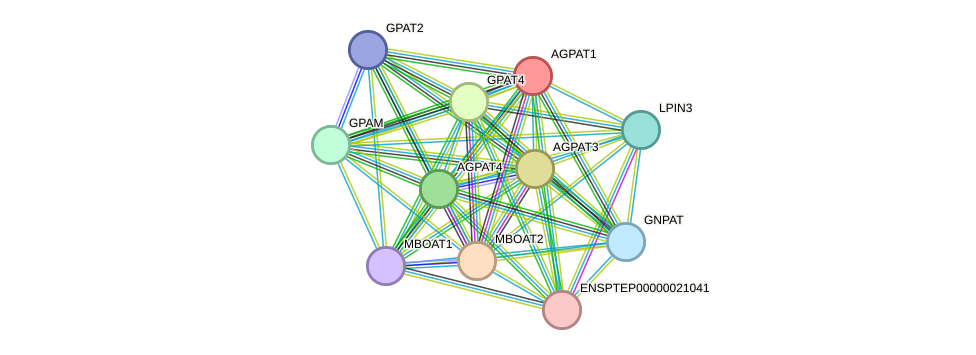 STRING protein interaction network