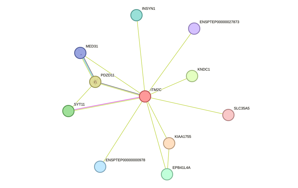 STRING protein interaction network