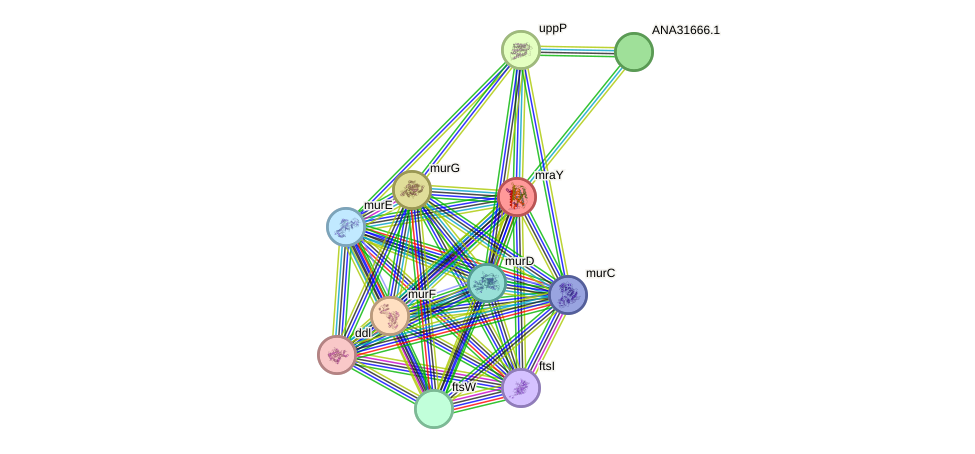 STRING protein interaction network