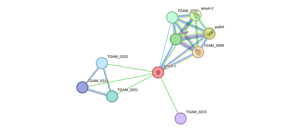 STRING protein interaction network