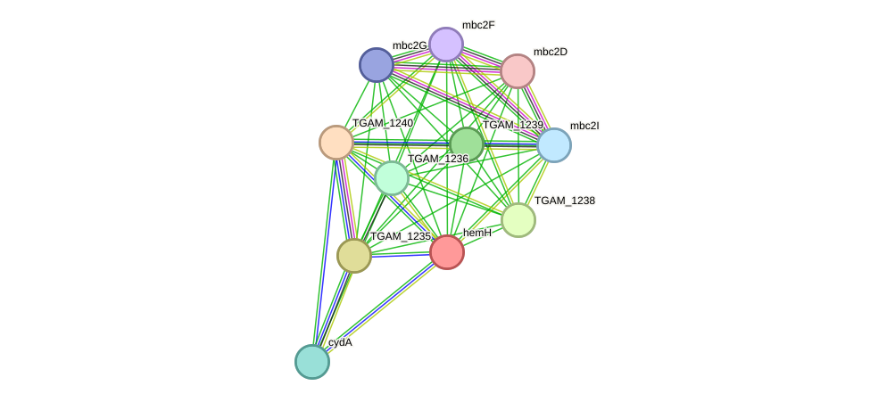 STRING protein interaction network