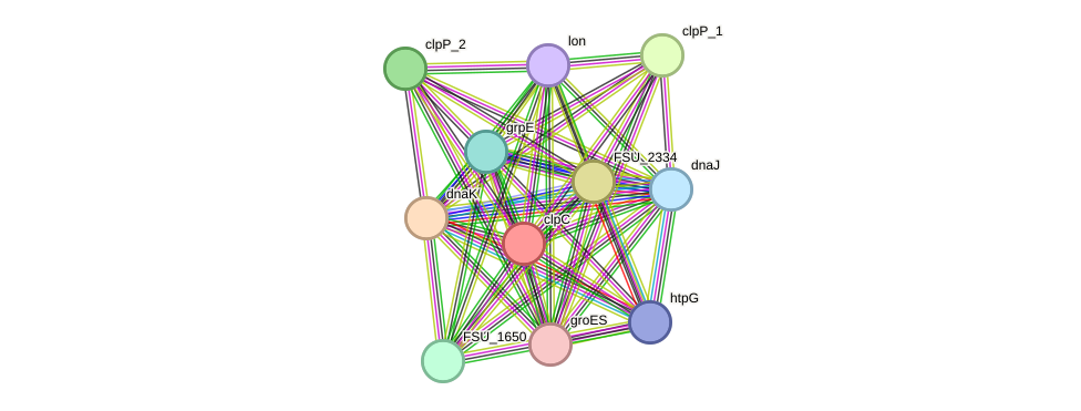 STRING protein interaction network