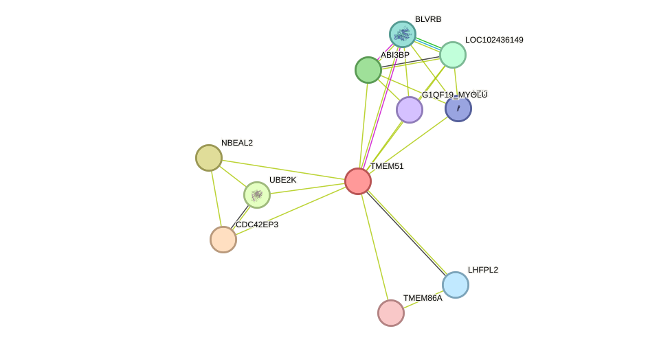 STRING protein interaction network