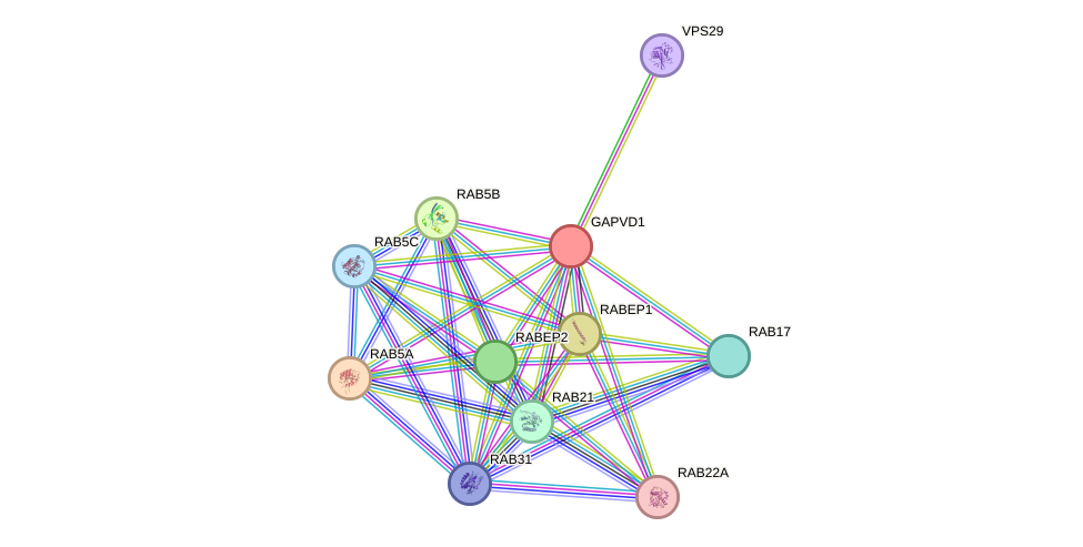 STRING protein interaction network