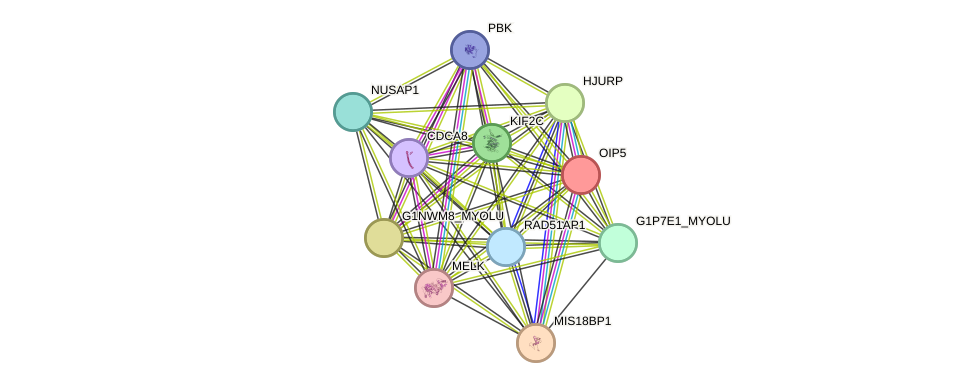 STRING protein interaction network