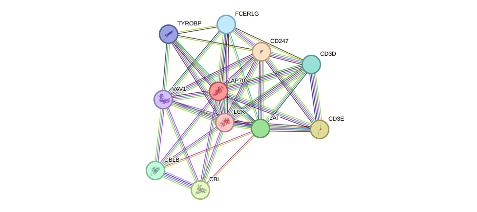 STRING protein interaction network