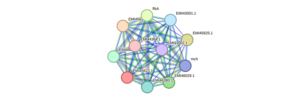 STRING protein interaction network