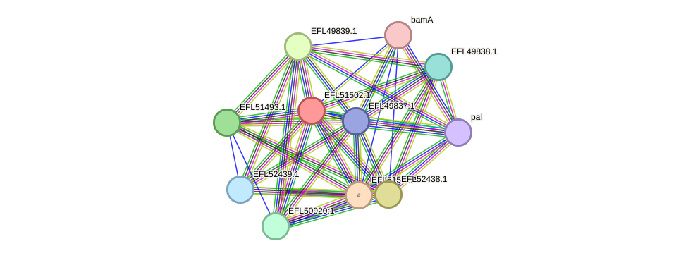 STRING protein interaction network