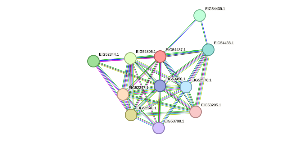 STRING protein interaction network