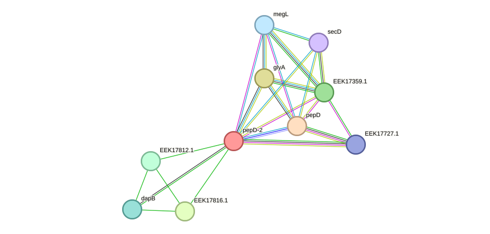 STRING protein interaction network