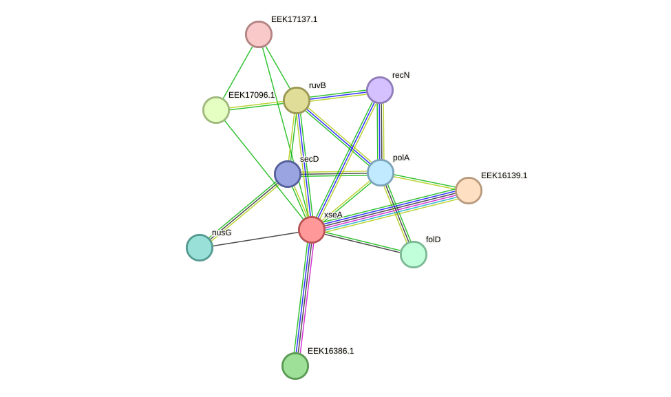 STRING protein interaction network