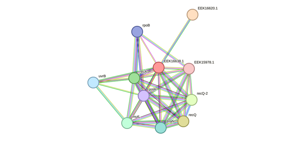 STRING protein interaction network