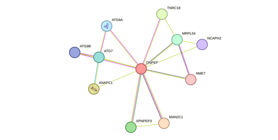 STRING protein interaction network