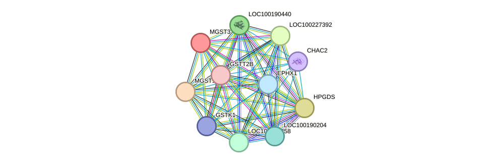 STRING protein interaction network