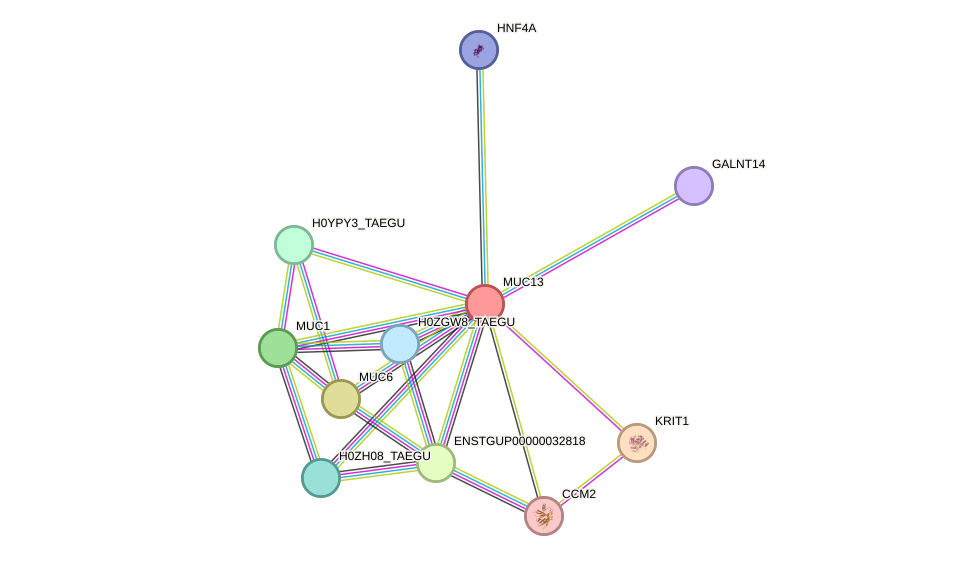 STRING protein interaction network