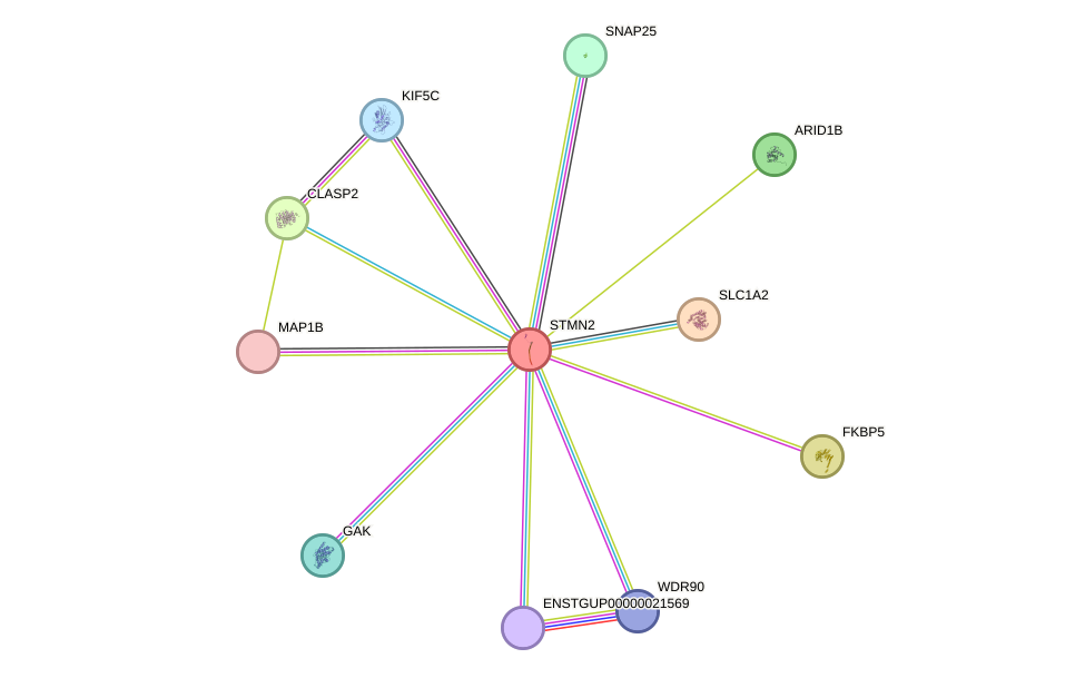 STRING protein interaction network