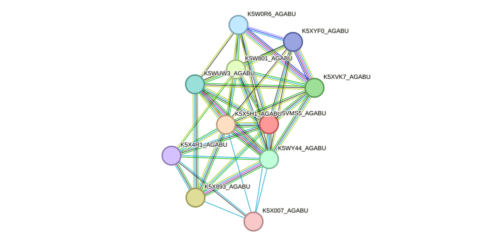 STRING protein interaction network